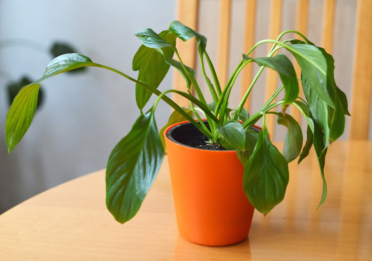 El golpe de calor puede ser devastador para las plantas, causando marchitez y daños irreparables si no se trata adecuadamente.