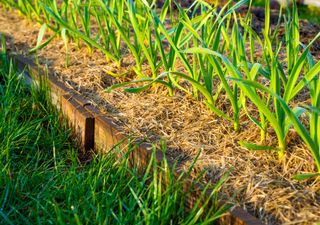 Protege tus plantas del frío: consejos infalibles para mantenerlas a salvo durante las heladas