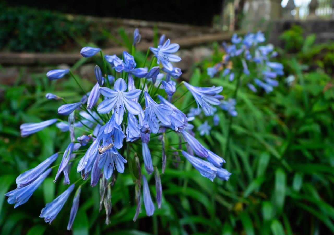 A hibernação adequada do lírio africano (Agapanthus) em vasos é essencial para uma floração abundante no ano seguinte. Se o local de hibernação for muito quente, a floração pode ser escassa ou mesmo inexistente.