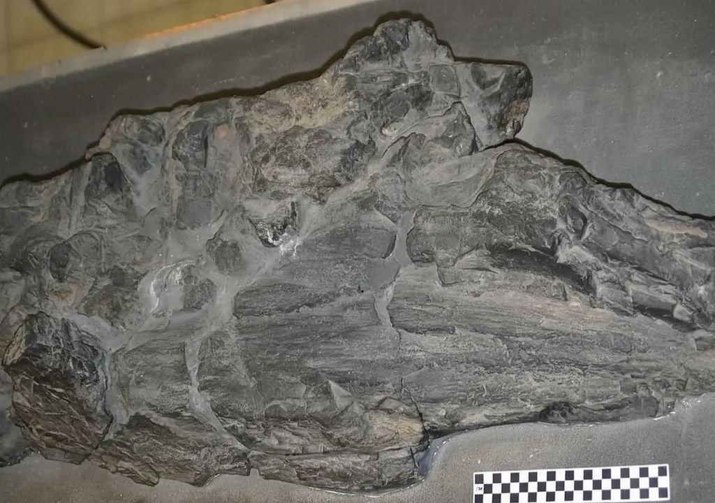 Los fósiles petrificados de Prototaxites sirven como único testimonio de estos colosos del pasado. Estos restos son piezas clave para descifrar un enigma evolutivo que permaneció oculto durante siglos.