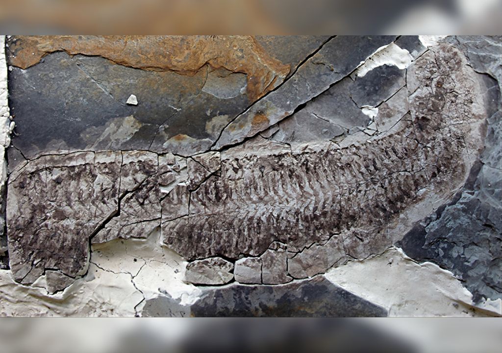 Provavelmente o único de sua espécie, fóssil extremamente raro foi encontrado com seus órgãos internos preservados.