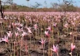 Corrientes: sin incendios activos, crecen flores entre las cenizas