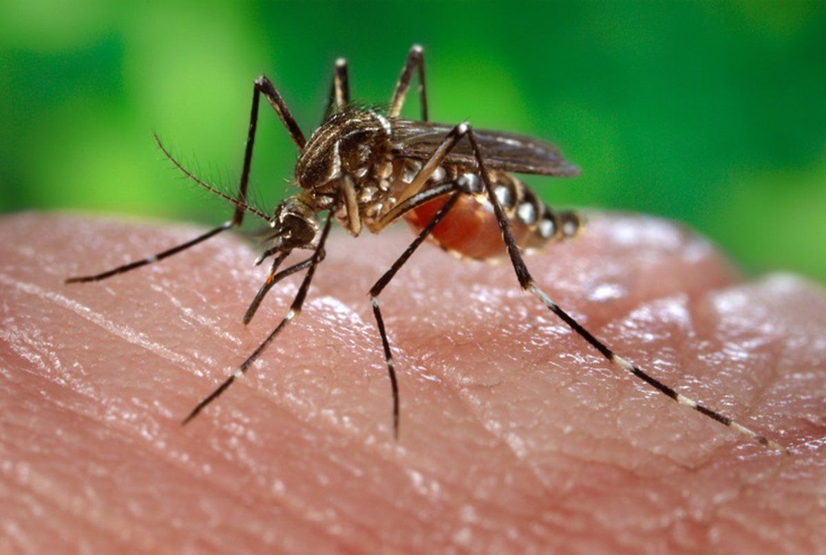 Los proyectos de ciencia ciudadana cada vez más arraigados en una sociedad más comprometida: el caso de Mosquito Alert