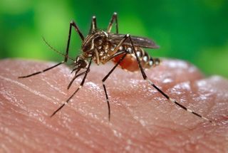 Los proyectos de ciencia ciudadana cada vez más arraigados en una sociedad más comprometida: el caso de Mosquito Alert 