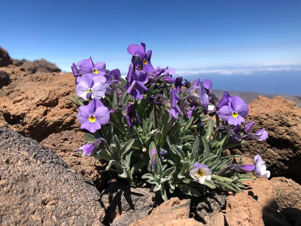 Violeta del Teide