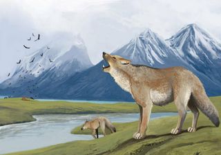 Prueban que un tipo de zorro fue mascota de humanos que habitaron el norte de la Patagonia hace 1500 años