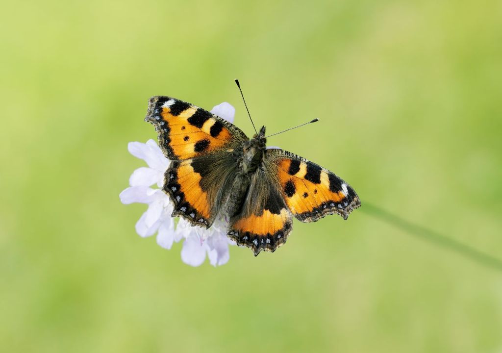 Small Tortoiseshells have declined 79% since 1976 (c) Iain H Leach, Butterfly Conservation