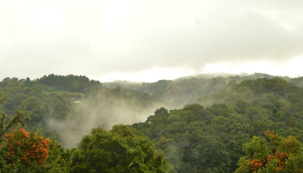 Son las precipitaciones constantes, la alta humedad relativa la que da paso a una neblina matutina y vespertina que proporciona el microclima que requiere el cafeto para madurar lentamente. Son las precipitaciones constantes, la alta humedad relativa la que da paso a una neblina matutina y vespertina que proporciona el microclima que requiere el cafeto para madurar lentamente.