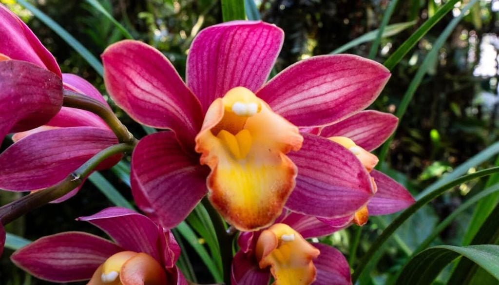 El género Cymbidium, también conocido como "orquídea barco", comprende 52 especies dentro de la familia Orchidaceae. El género Cymbidium, también conocido como "orquídea barco", comprende 52 especies dentro de la familia Orchidaceae. Crédito: Museo de la Orquídea Coatepec.