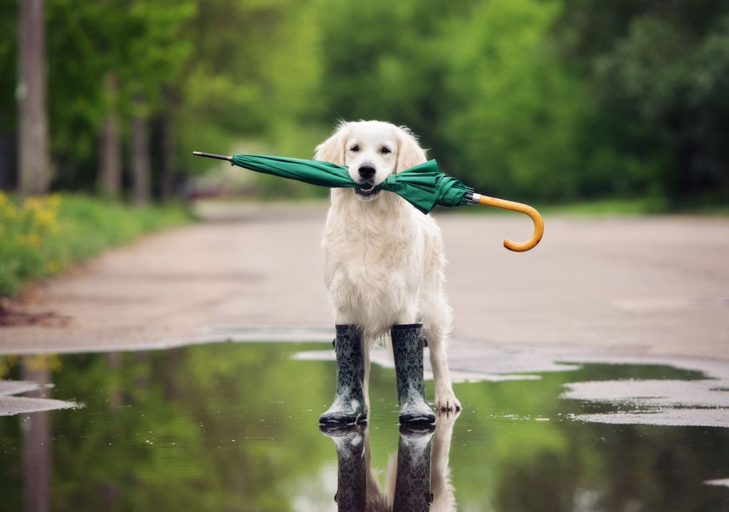 Lluvias sequía La Niña