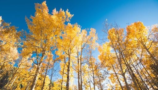 Ni pinos ni eucaliptos: el &aacute;rbol que puede salvar a los bosques espa&ntilde;oles del fuego