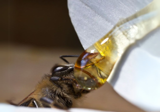 ¿Pueden las abejas ser adictas al alcohol? Lo que revela la ciencia sobre estos insectos