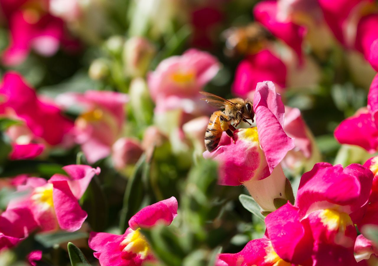 La evidencia sugiere que las plantas no solo "ven" y "huelen" a sus polinizadores, sino que también podrían "escucharlos".