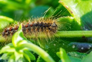 ¿Pueden las orugas venenosas salvar vidas humanas? Los científicos exploran su potencial para nuevos tratamientos médico