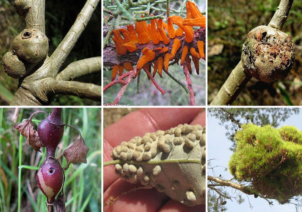 diferentes tipos de agallas diferentes tipos de agallas