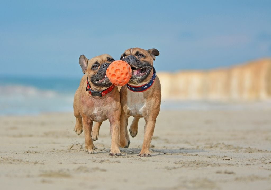 Perros playa