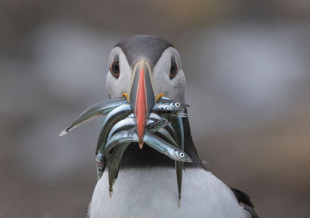Puffins rely heavily on sandeels for food