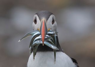 Puffins return to UK shores after move to protect food source through a ban on fishing of sandeels