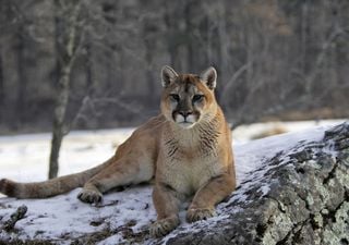 Puma: el felino más grande que habita en Chile