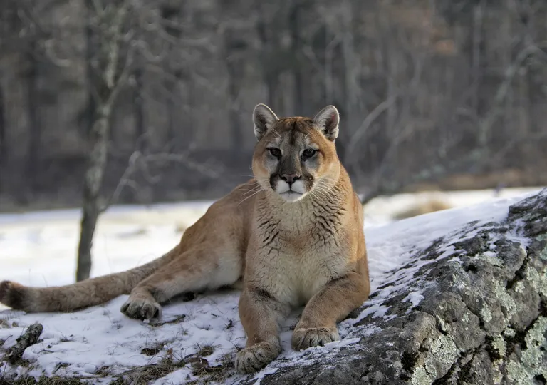Tierra musical Adiós Puma: el felino más grande que habita en Chile