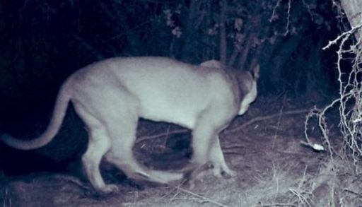 Puma en Lago Pe&ntilde;uelas: CONAF confirma registro tras 5 a&ntilde;os