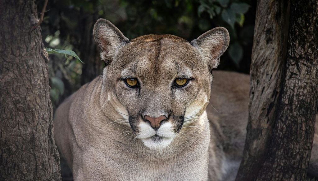 El puma puede recorrer grandes distancias en busca de alimento y utilizar territorios extensos, por lo que un registro puntual no permite saber si vive de forma permanente en el lugar donde fue observado.
