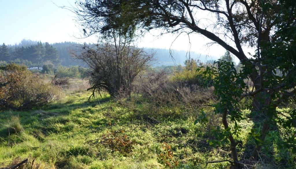 Las lluvias pueden favorecer la vegetación y la disponibilidad de recursos para distintas especies, aunque no hay datos que permitan atribuir directamente a ellas este avistamiento. Créditos de la imagen: CONAF.