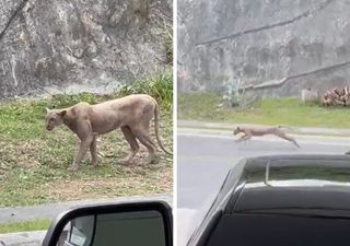 Puma es captado en video rondando en una colonia residencial en la ciudad de Monterrey, Nuevo León