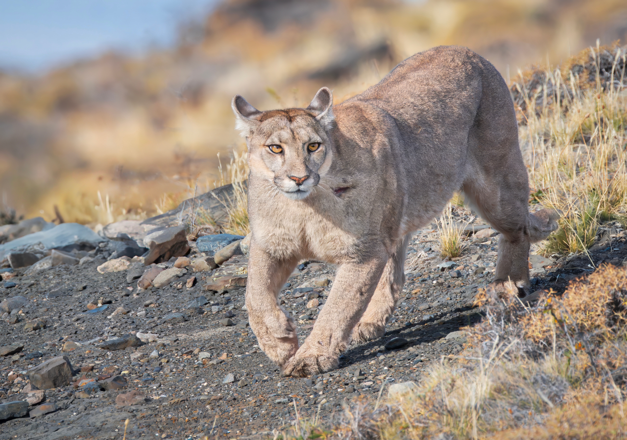 O regresso dos pumas às áreas protegidas revelou uma nova ligação ecológica entre ecossistemas terrestres e marinhos, documentada por investigadores.