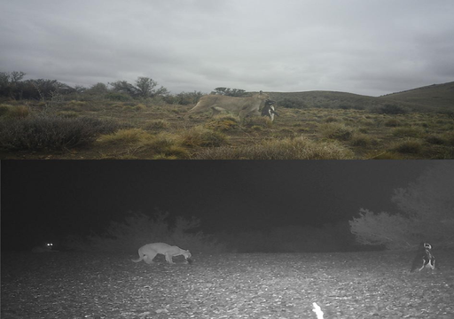 Pumas na Patag&oacute;nia: a ca&ccedil;a entre felinos e pinguins