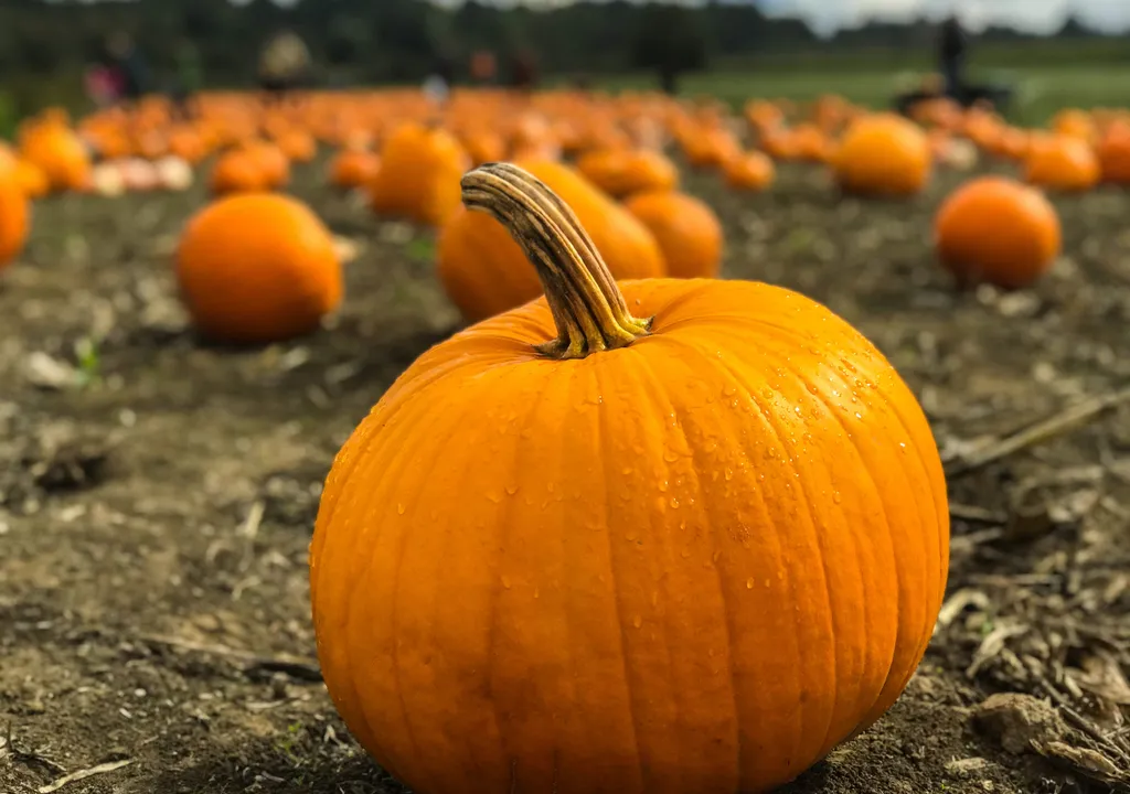 Pumpkins; more than just a novelty
