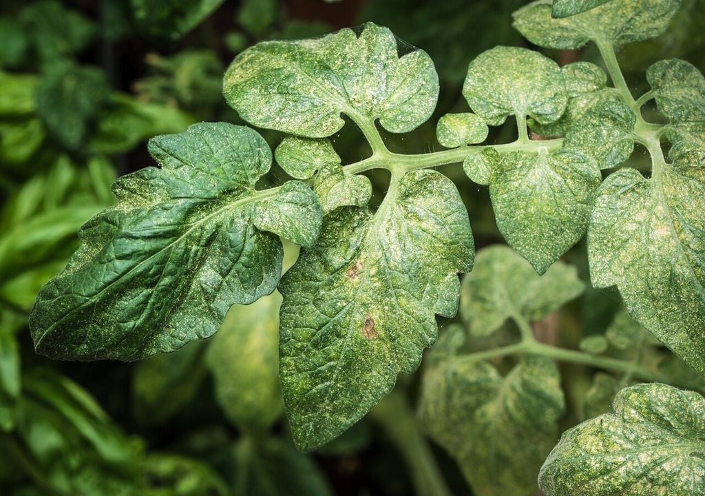 tomates arañita roja