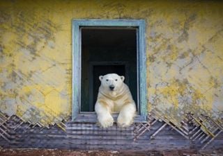 Pura ternura: osos polares se toman estación meteorológica abandonada