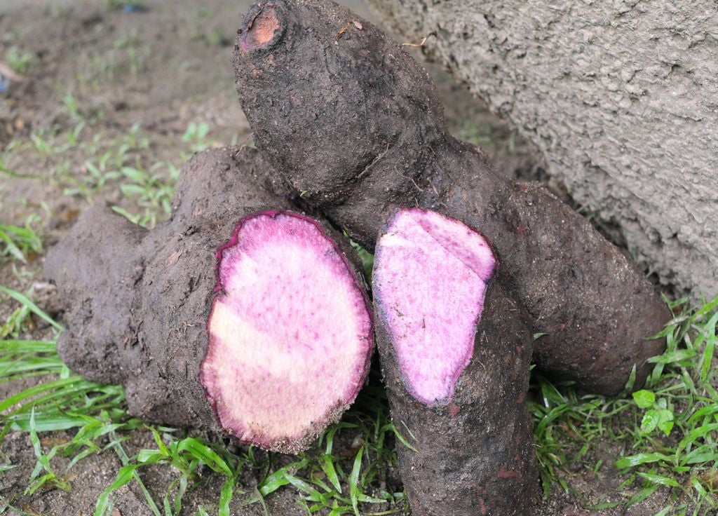 L'ube, une tubercule cultivée depuis des générations.