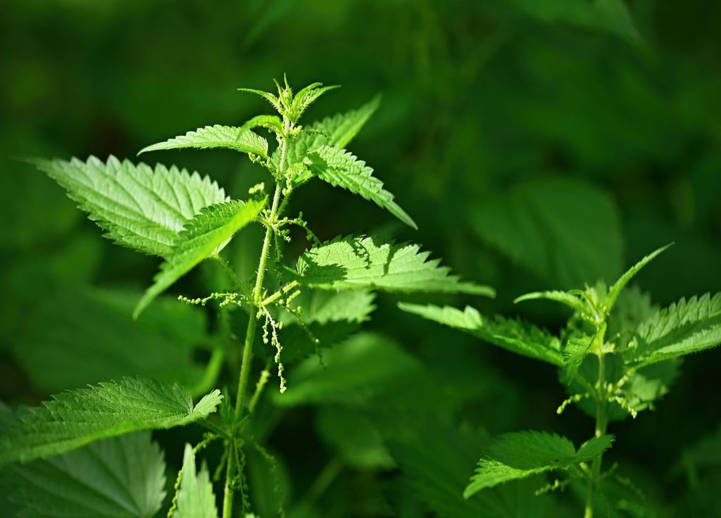 Les orties ça pique ! Mais cela peut aussi être utile au potager.