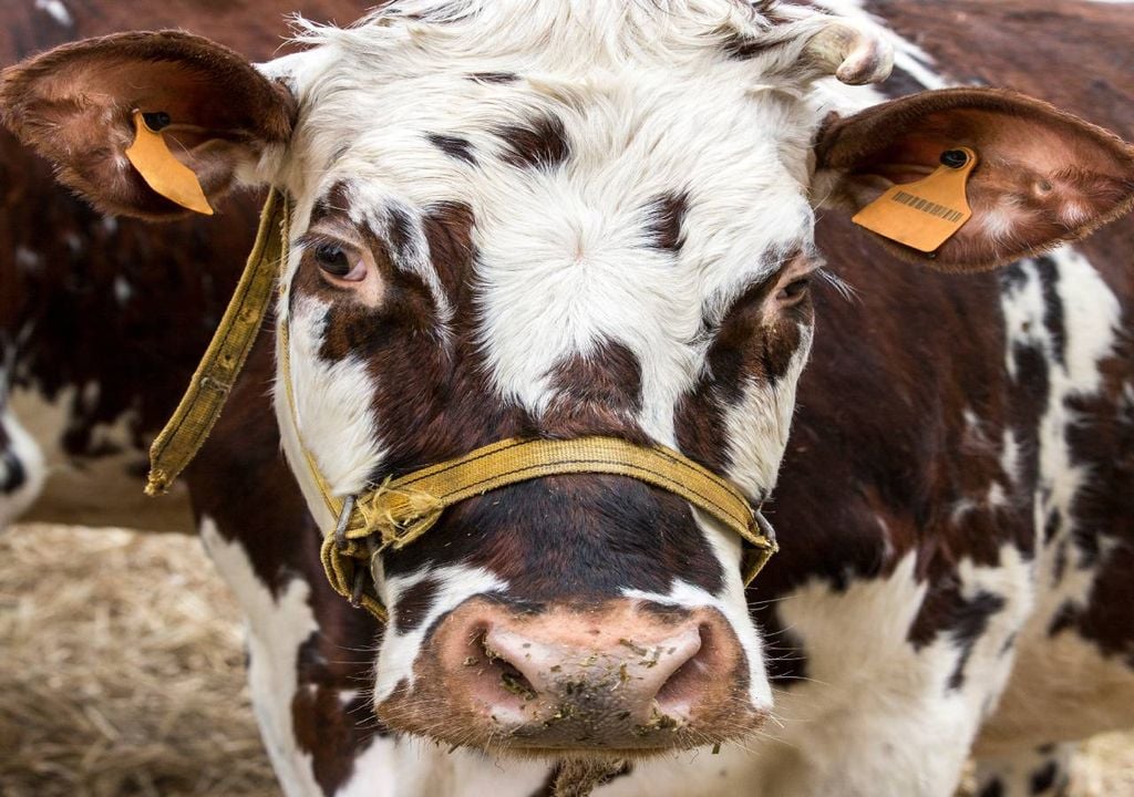 Vaca Vaca