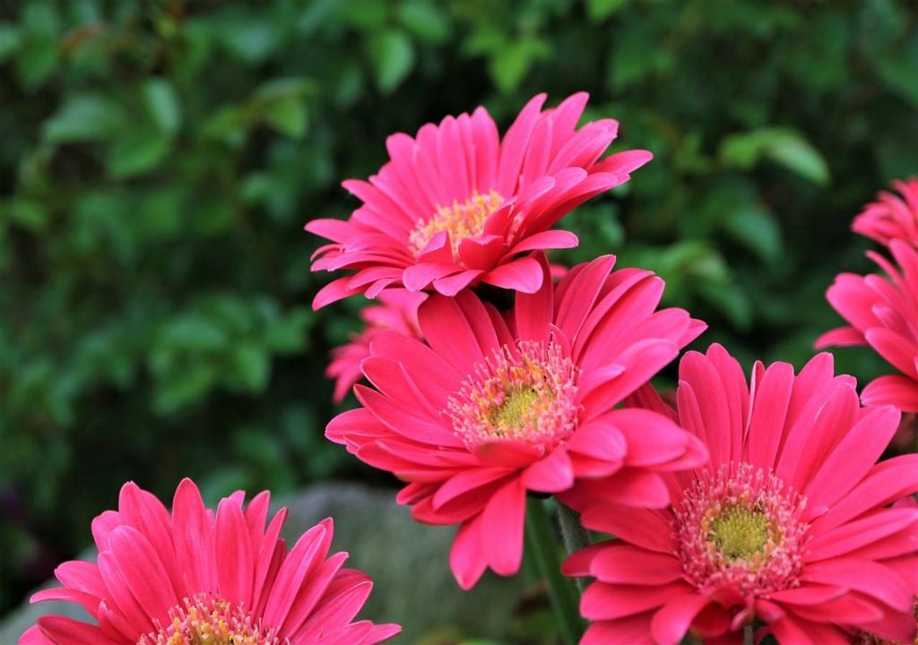 Gerbera