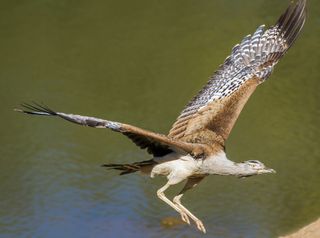 ¡Una de las aves más pesadas de la Tierra puede automedicarse!