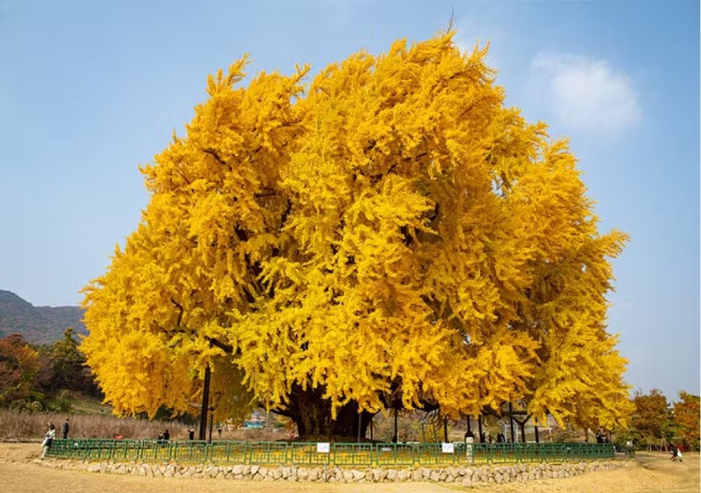 ginkgo biloba da aldeia de Bangye-ri ginkgo biloba da aldeia de Bangye-ri