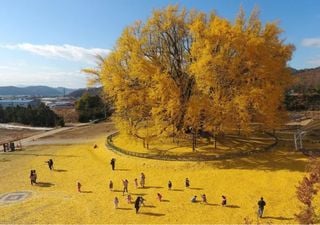 Qual é a árvore mais bela do mundo? Os sul-coreanos garantem que é a ginkgo da aldeia Bangye-ri