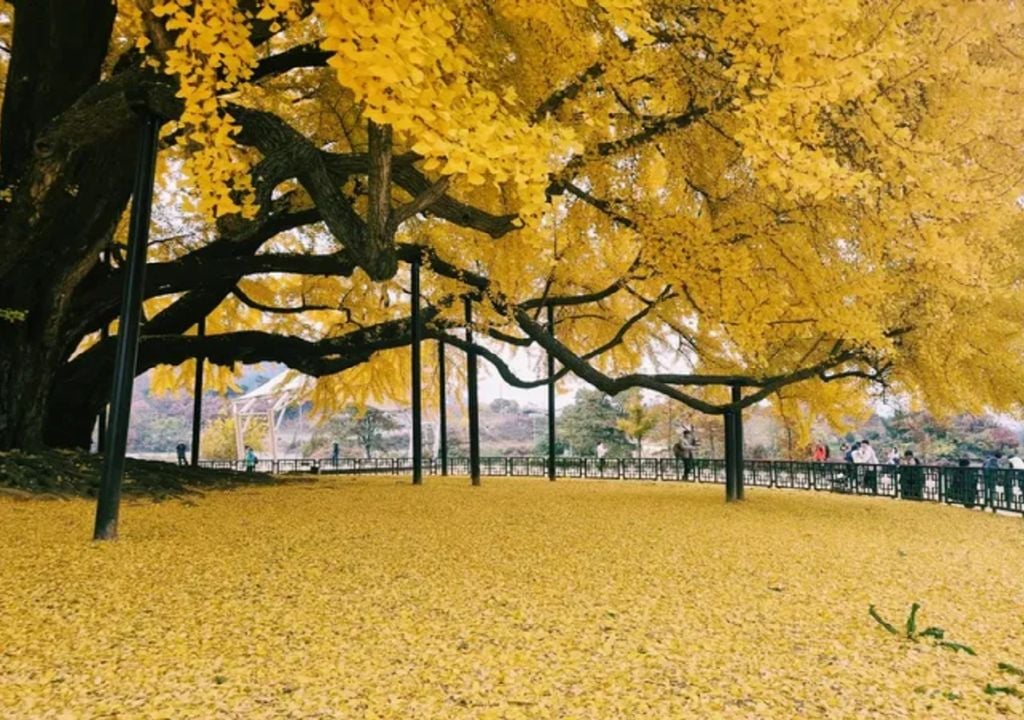 gingko gingko
