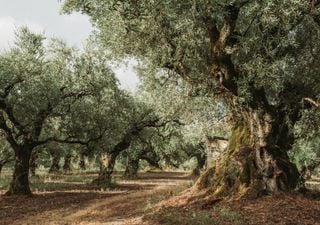 ¿Cuál es el árbol más antiguo del mundo, "Matusalén" o "Gran Abuelo"?