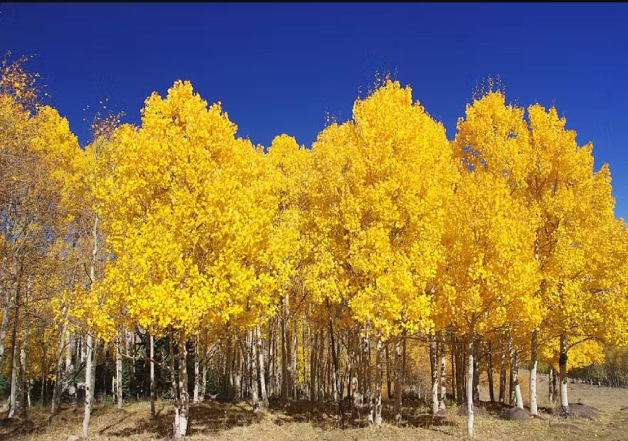 O Pando tem 47 mil caules interligados num único sistema de raízes. Por serem clones de uma mesma planta, são considerados um único organismo. Foto: Jan Helebrant via Flickr