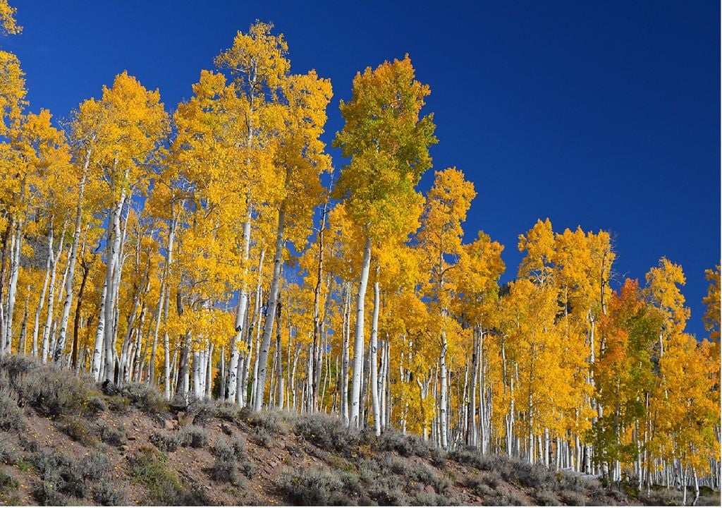 Pando na Floresta Nacional de Fishlake Pando na Floresta Nacional de Fishlake