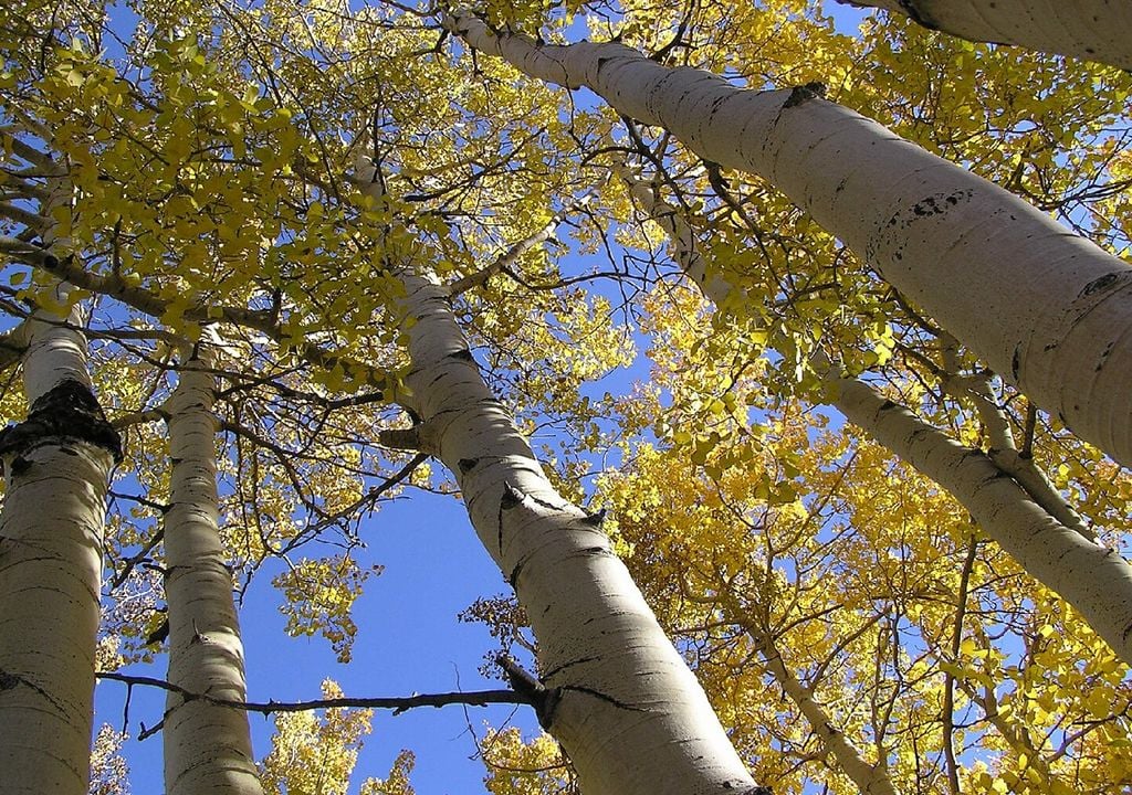 Pando Pando