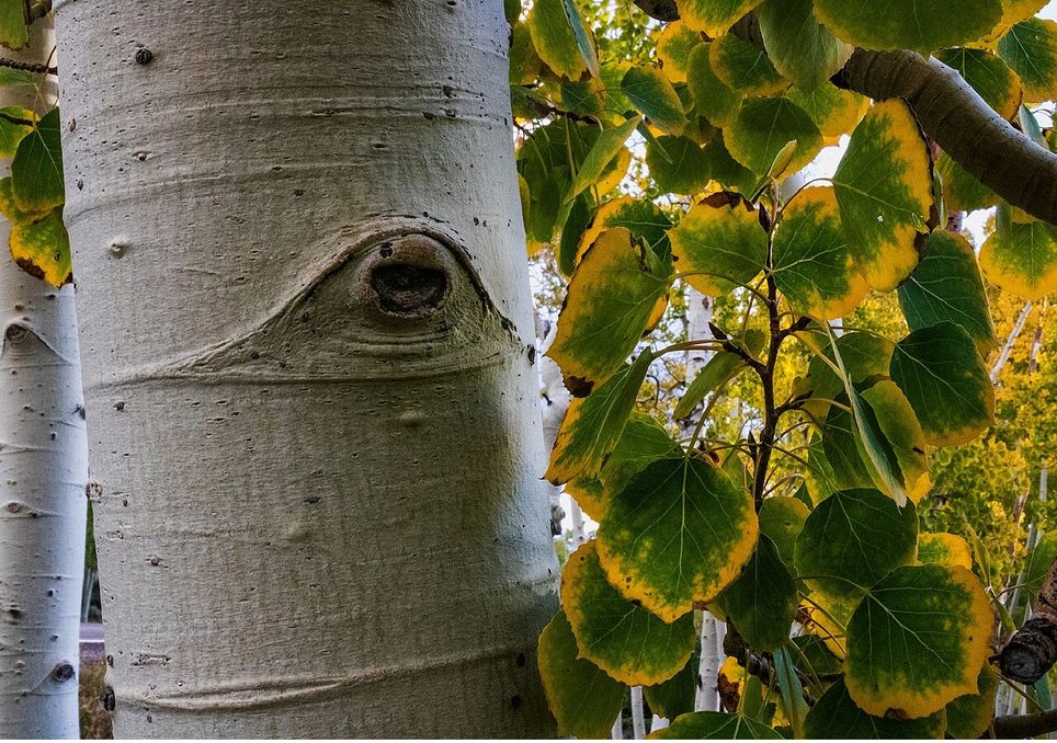 Detalle del árbol Pando