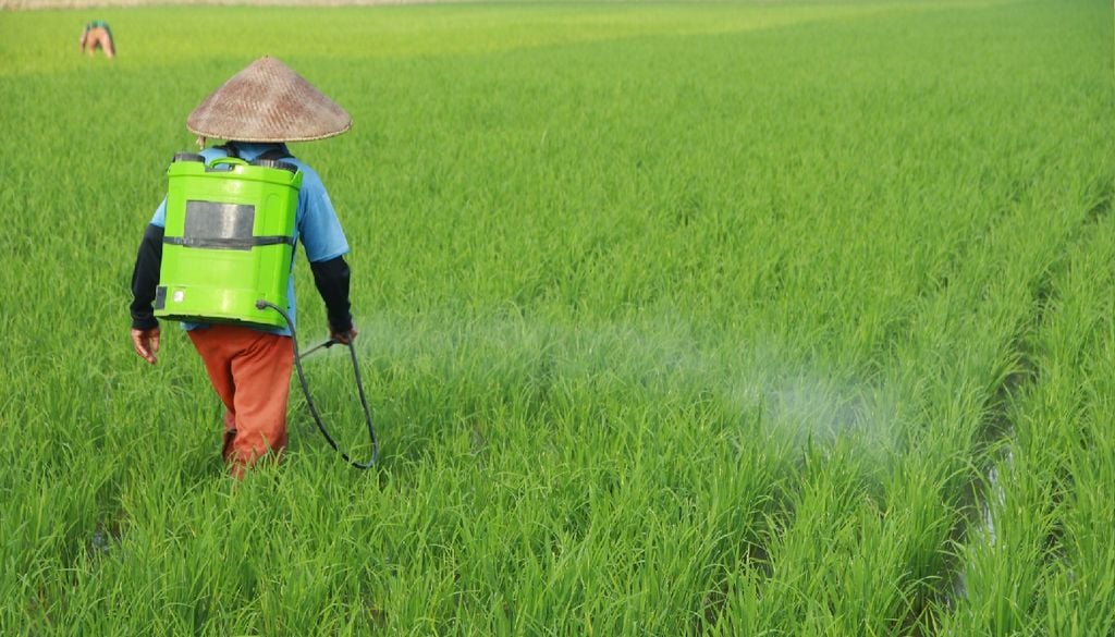 Os fertilizantes utilizados nos arrozais também contribuem para o aumento de gases com efeito de estufa na atmosfera, nomeadamente o óxido nitroso