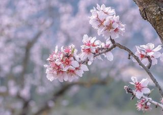 Quali alberi fioriscono a febbraio?