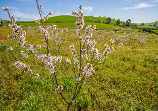 Quali sono gli alberi che fioriscono a febbraio?