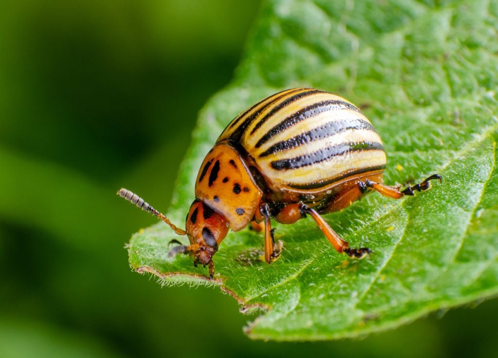 Doryphores can ravage your potato crops. The rotation of cultures from year to year will limit their presence.